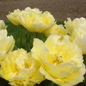 Tulipa double hative 'Verona' PB 12